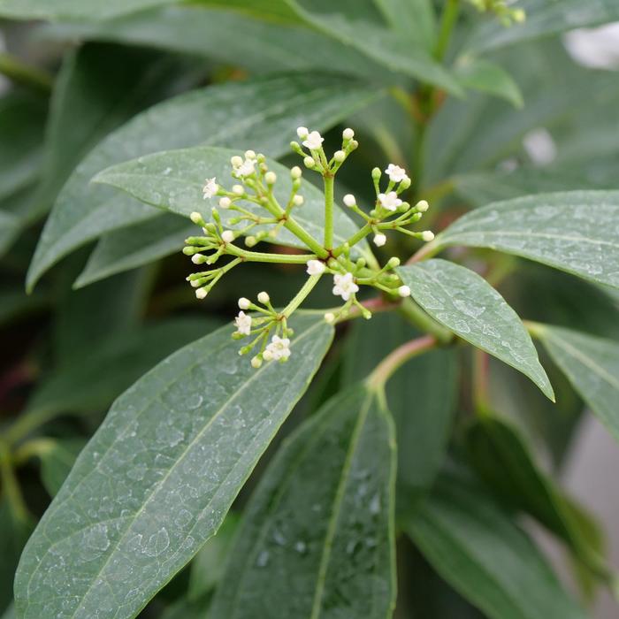 Viburnum Sweet 3 Gal