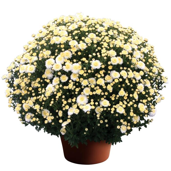 Mum Cheryl Golden 3 Gal