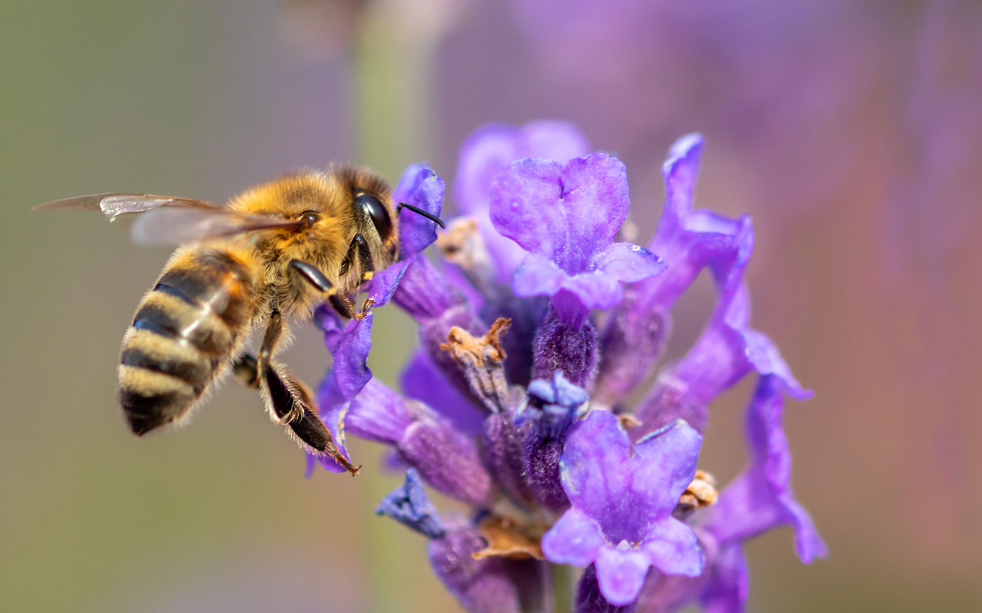 Bees Knees