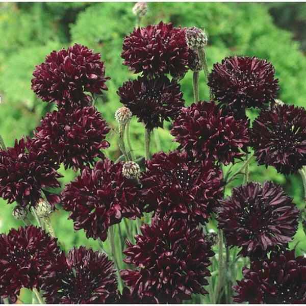 Black Ball Cornflower - 2x Plug Plants - Pollinator Friendly