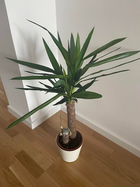 Yucca Stump, 8"