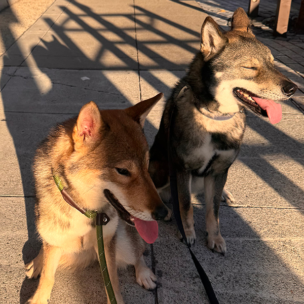 2-Dog Board n Train - add 1 Qty to cart per calendar day