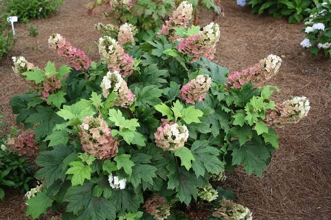 Jetstream Oakleaf Hydrangea, 2 gallon