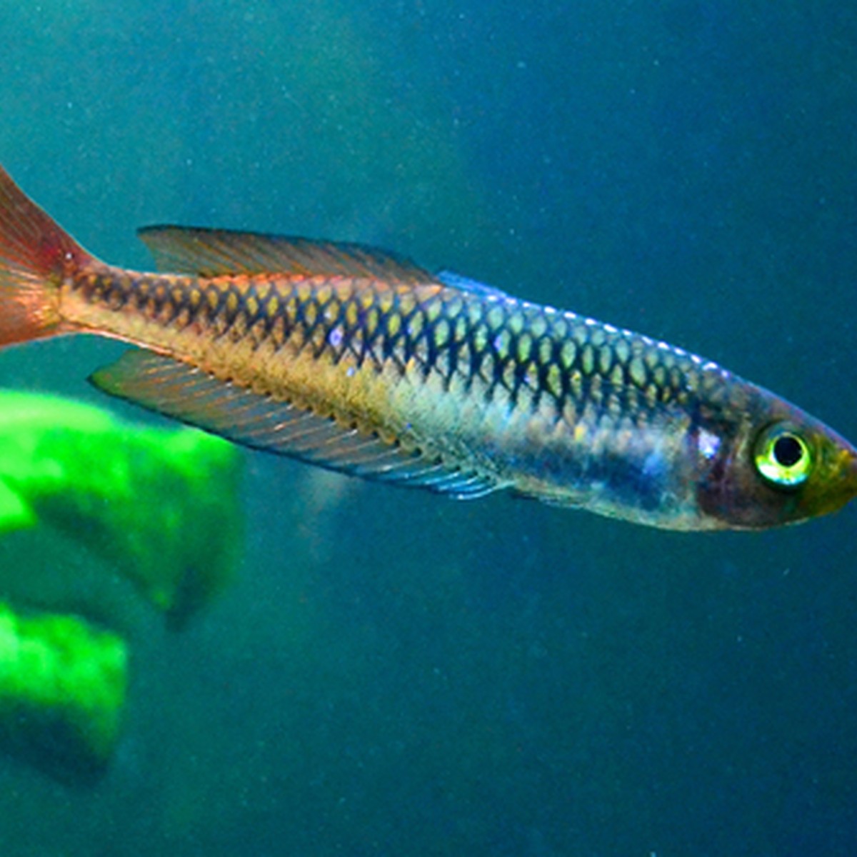 Ornate Rainbow