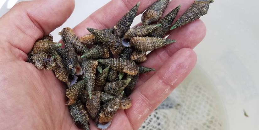 200 MIX MATCH!!! Pack 1″ Stocky Cerith Snails and Blue Leg Hermit Crabs