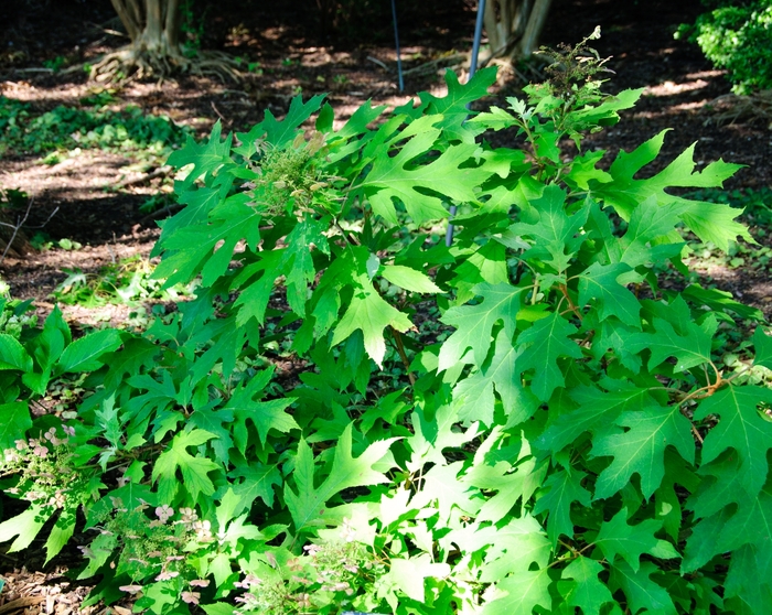 Hydrangea Jetstream Oakleaf 3 Gal