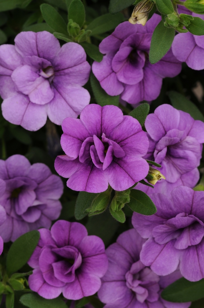 Million Bells Minifamous Double Blue Quart
