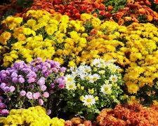 Chrysanthemum (Mum)