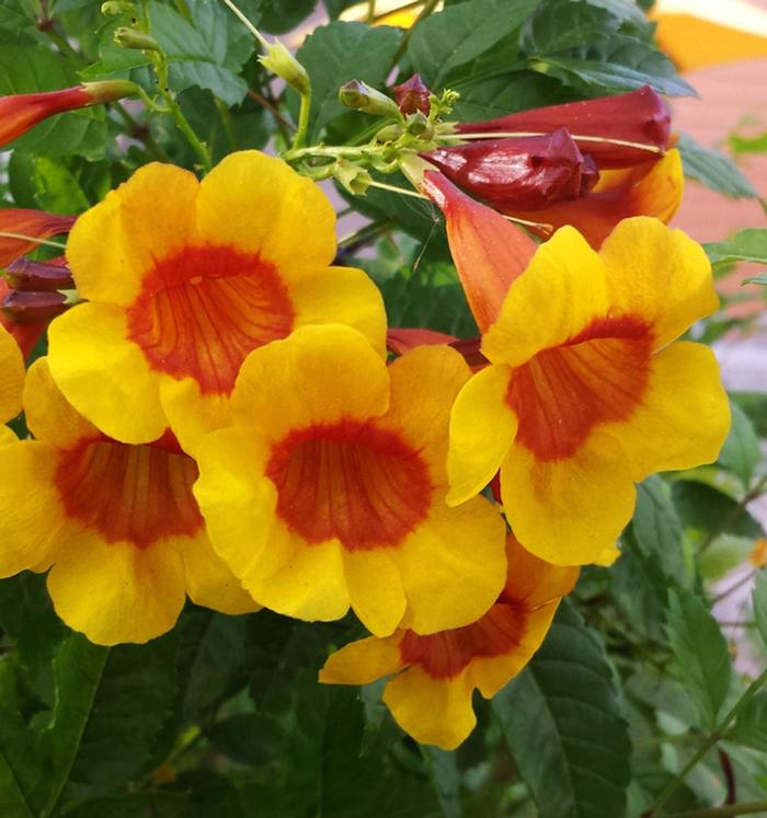 Esperanza Yellow 3 Gal