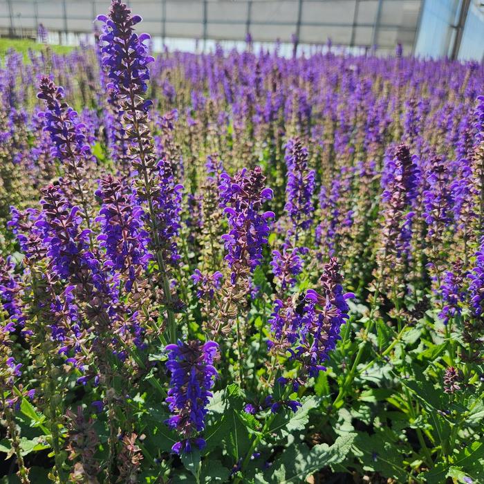 Salvia Skyscraper Purple 1 Gal