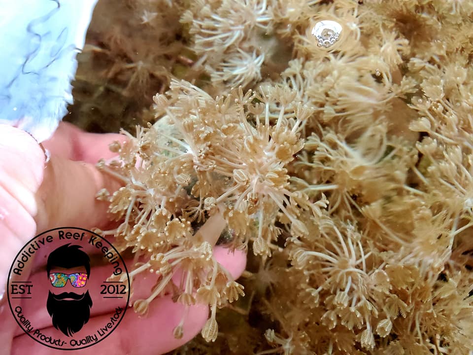 Red Sea Pulsing Xenia 2 to 4 Stalks
