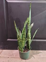 Sansevieria ' Carolin', 10"