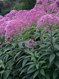 Gateway Joe Pye Weed (Eupatorium), 1 gallon