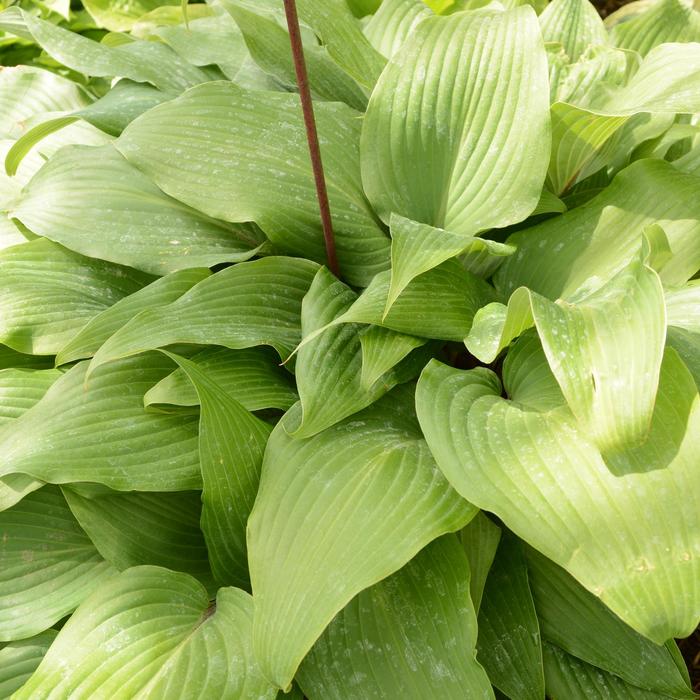 Hosta Regal Splendor 3 Gal