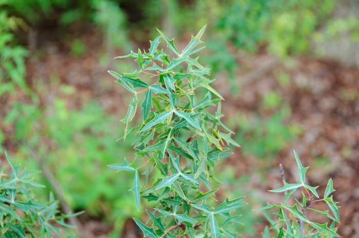 Mahonia Marvel 3 gal