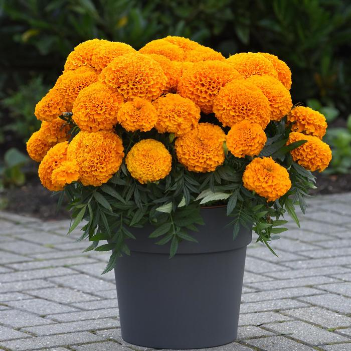 Marigold Marvel II Yellow 2 Gal DOD