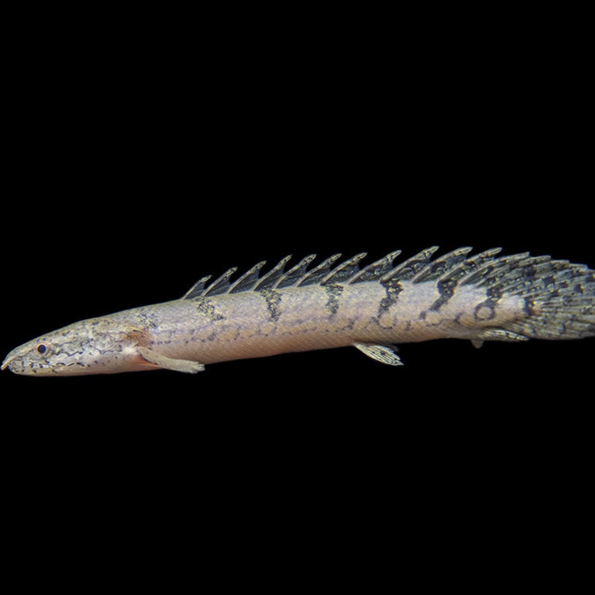 Delhezi Polypterus Bichir/ Armored Bichir