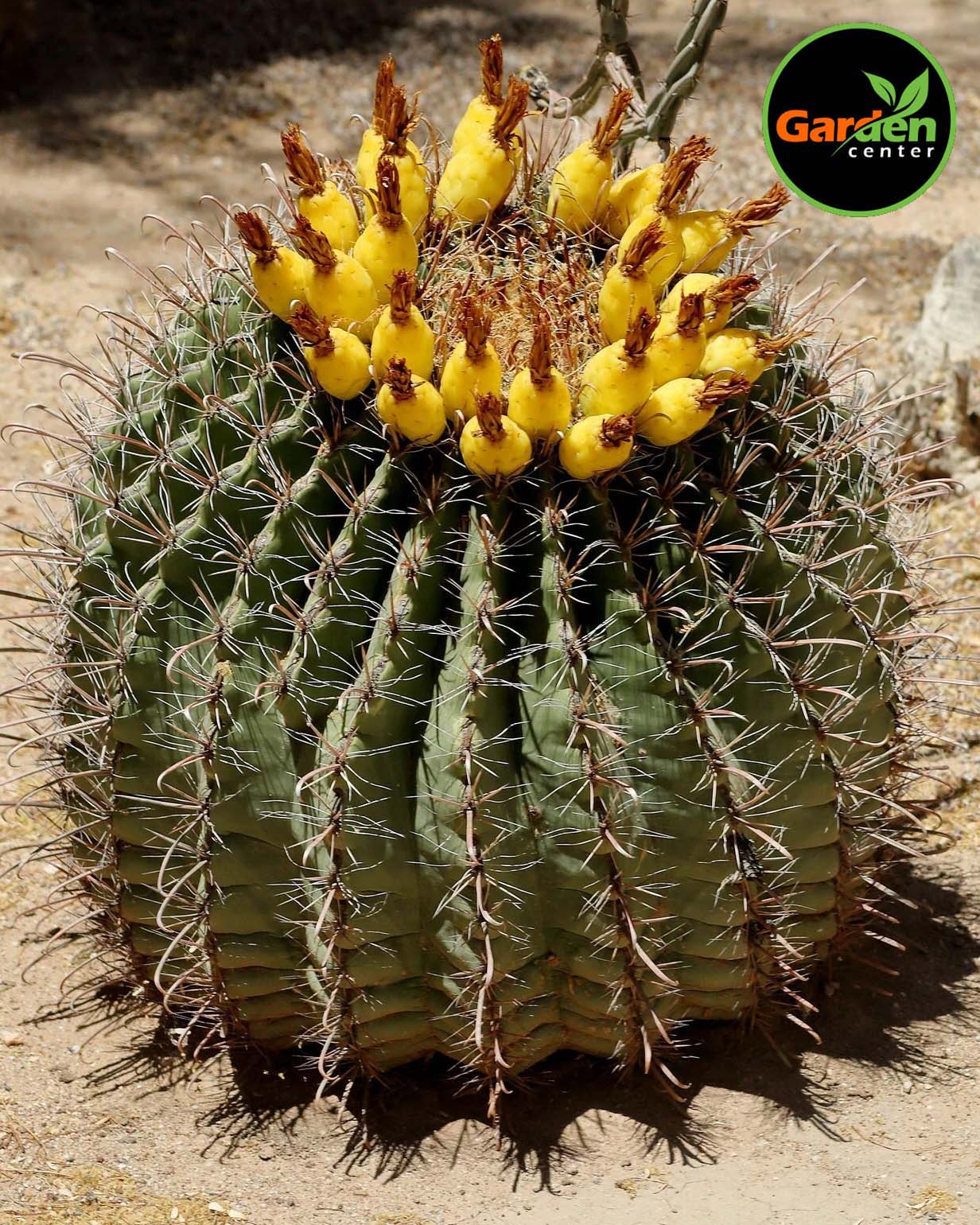 Fishhook Barrel Cactus at Garden Center of Las Cruces