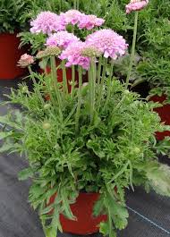 Pink Mist Pincushion Flower (Scabiosa)