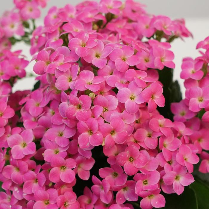 Kalanchoe Perfecta Pink White 6"