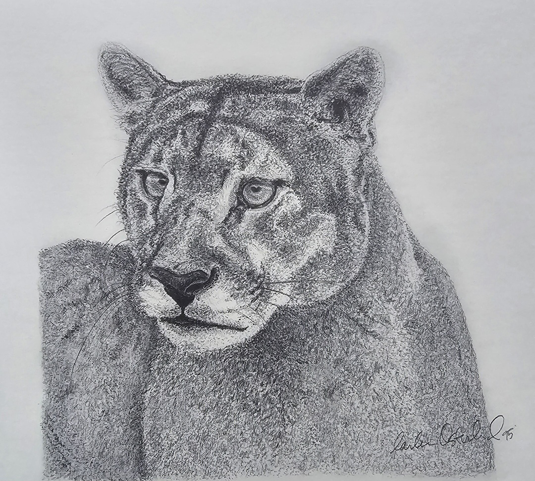 Cougar Canvas by Moss Creek Art