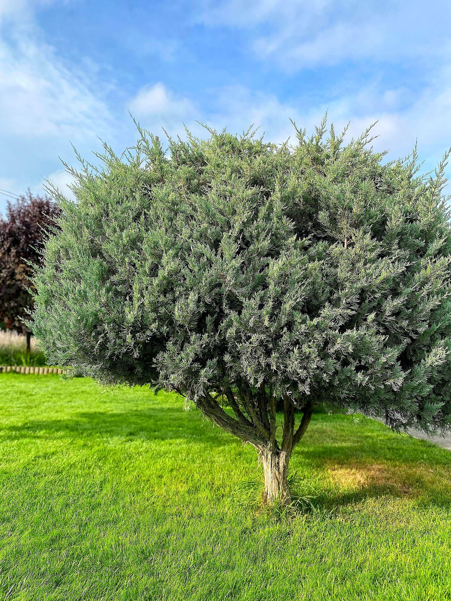Juniperus chinensis 'Sea Green'