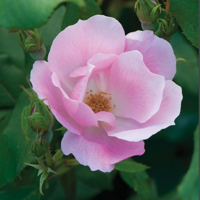 Knock Out Rose The Easy Beezy 3 Gal