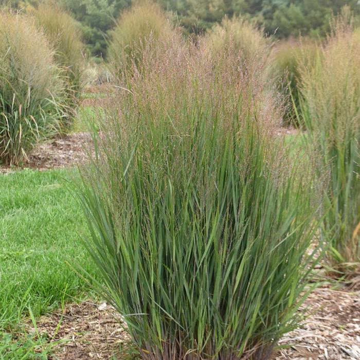 Switch Grass Heavy Metal 3 Gal
