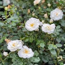 Oso Easy Ice Bay Rose, 2 gallon