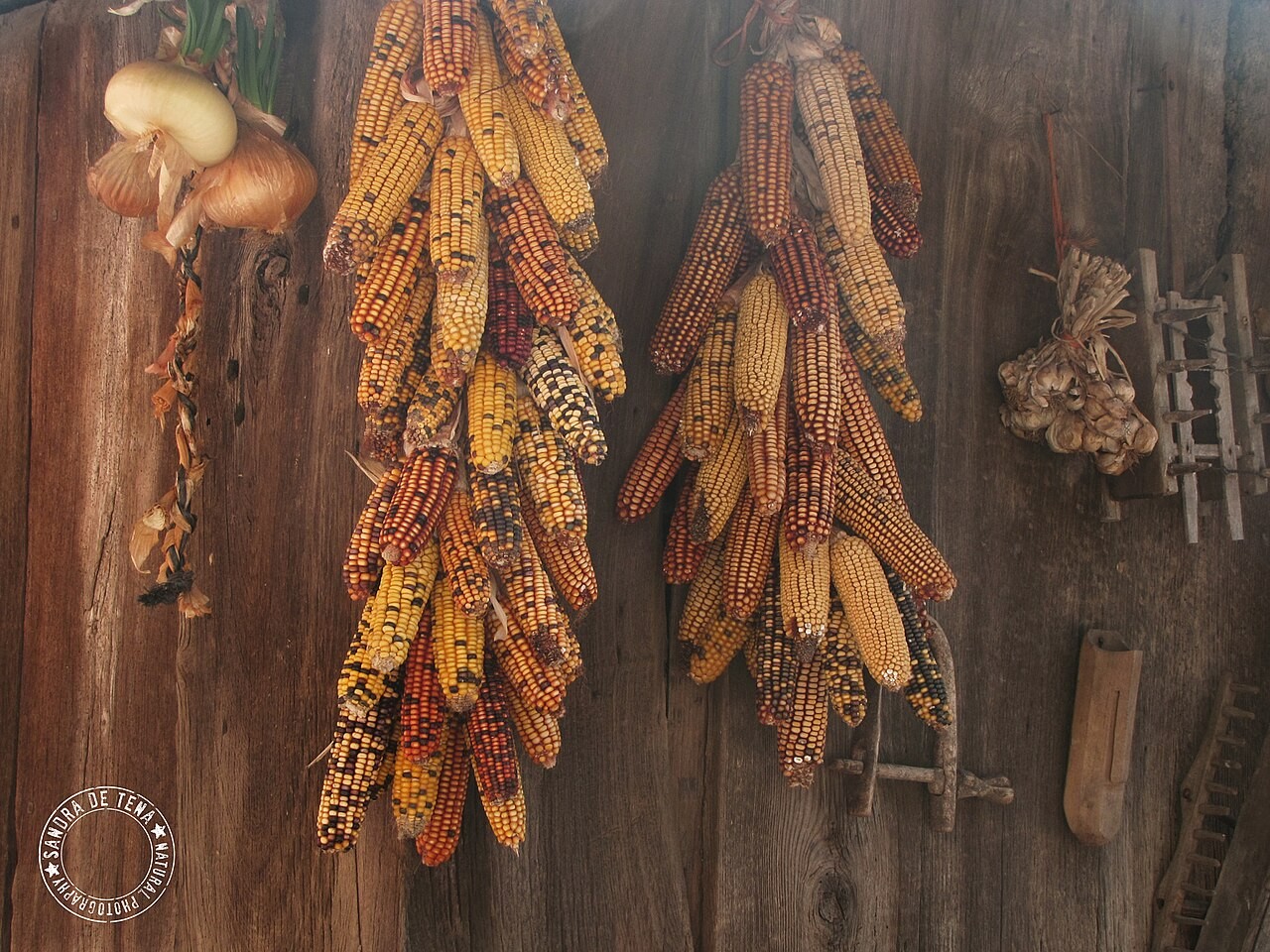 Indian Corn bunch