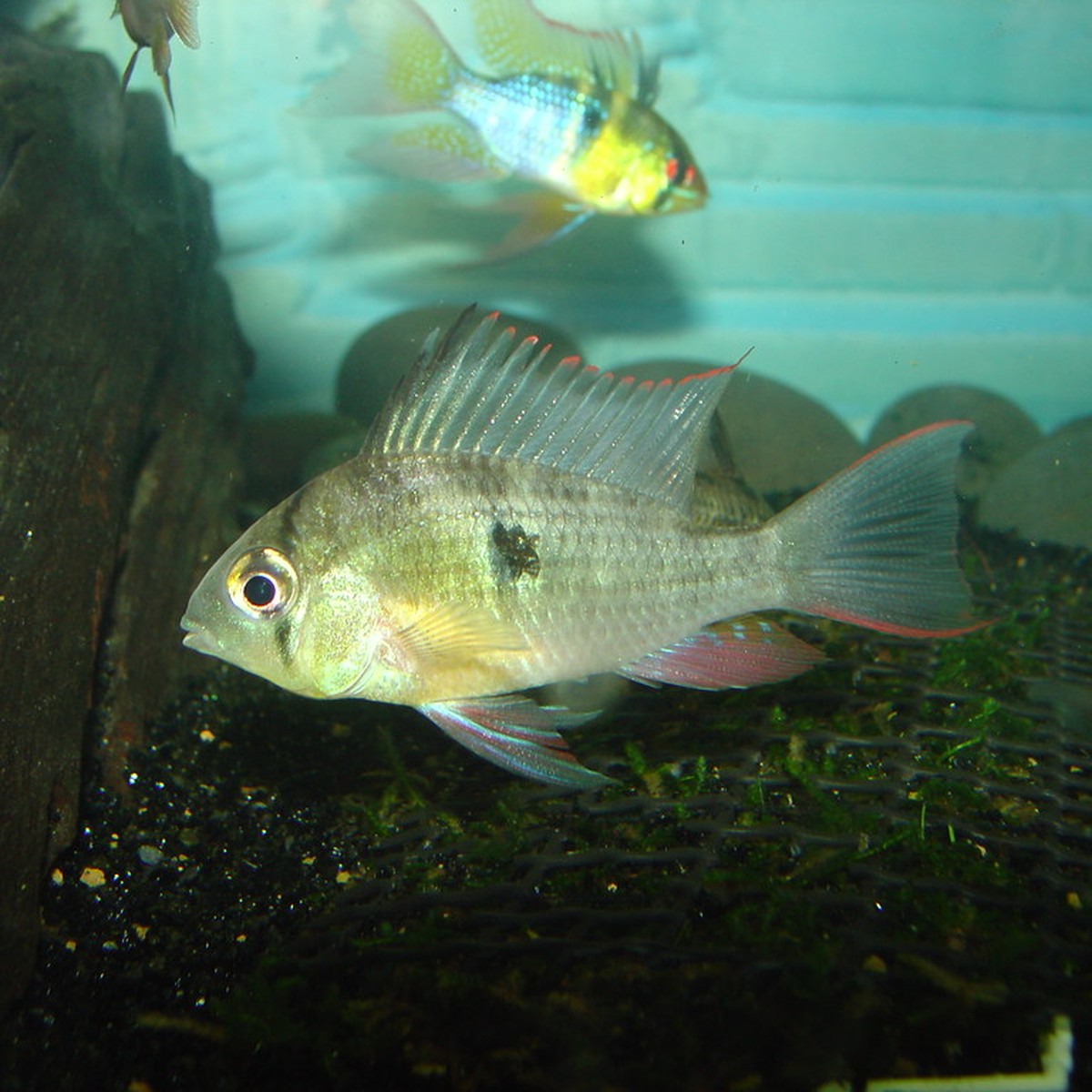 Bolivian Ram (photo 2 of 2)