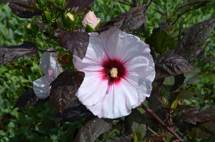 Hardy Hibiscus Starry Starry Night 3 Gal