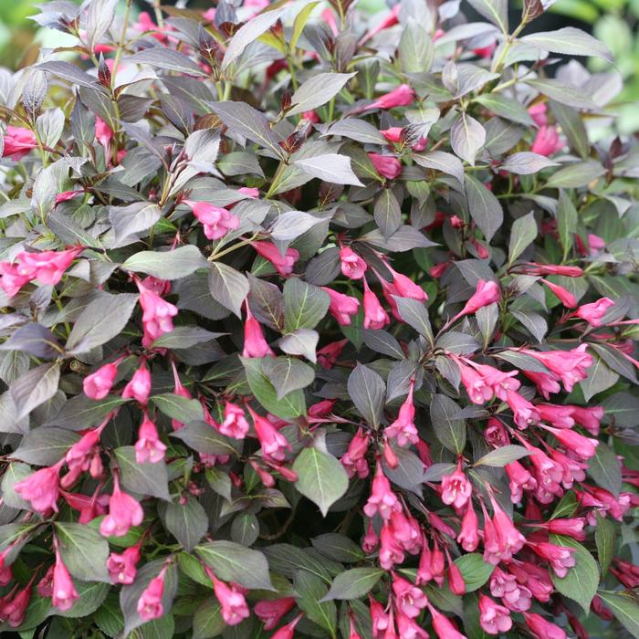 Weigela Spilled Wine 3 Gal