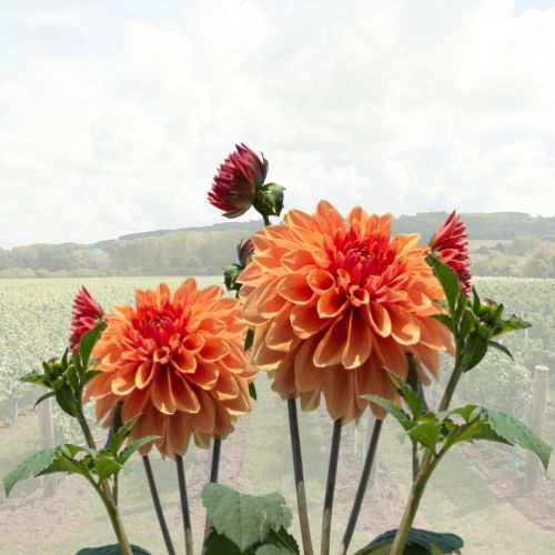 Flowers
