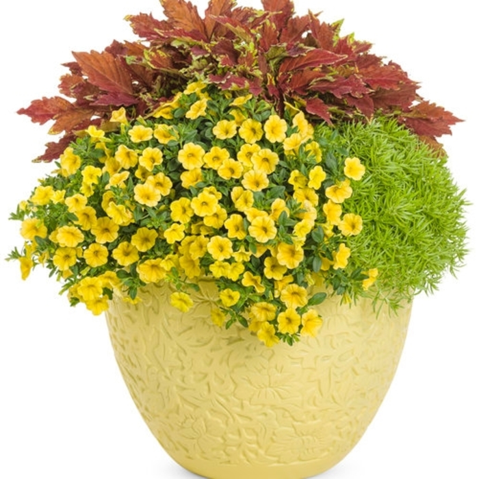 Happy Days Combo 12" Planter
