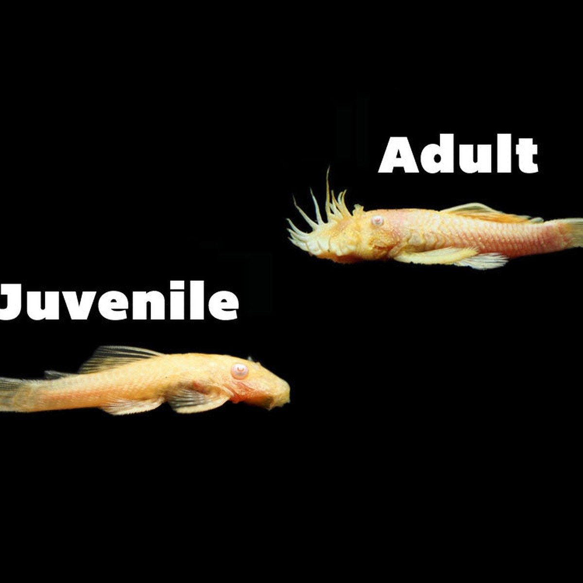 Albino Bristlenose Pleco