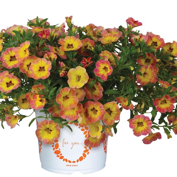 Million Bells Calistar Cappuccino Quart