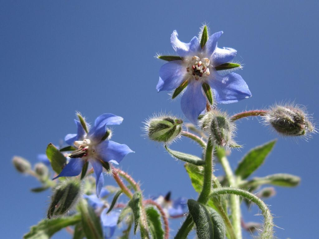 Borage - 2x Plug Plants - Edible Wildflower
