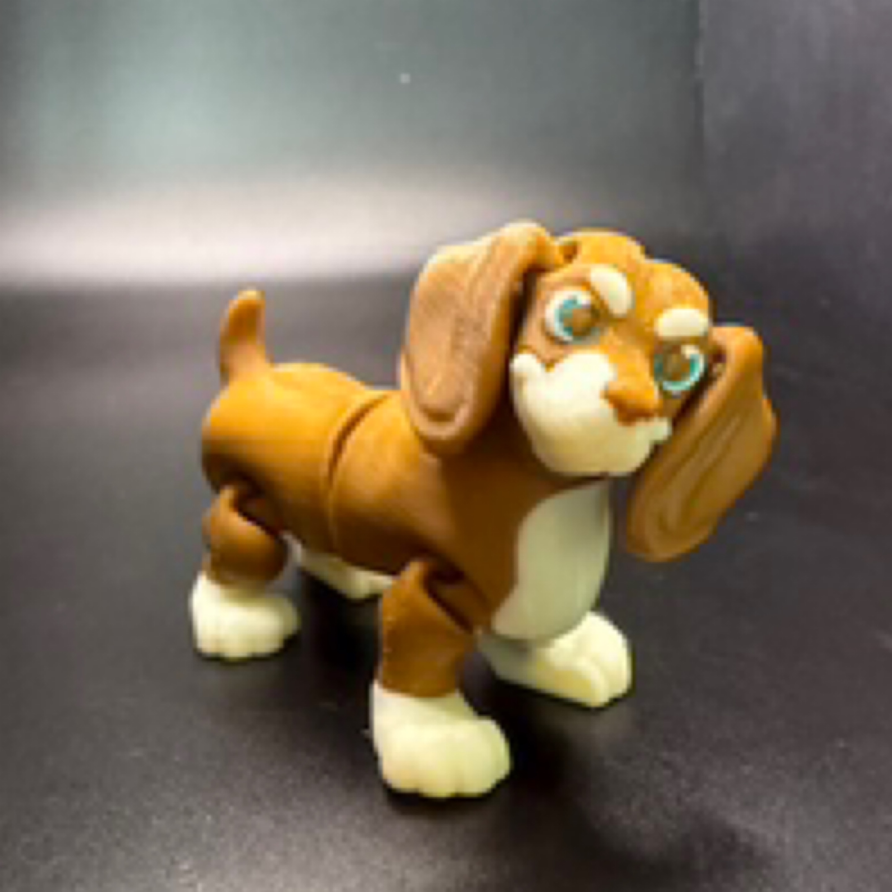Dachshund