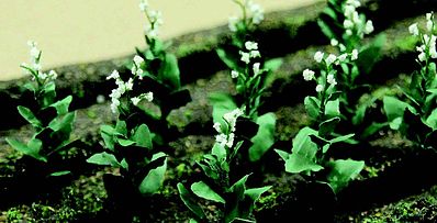 Tobacco Plants, 10/pk