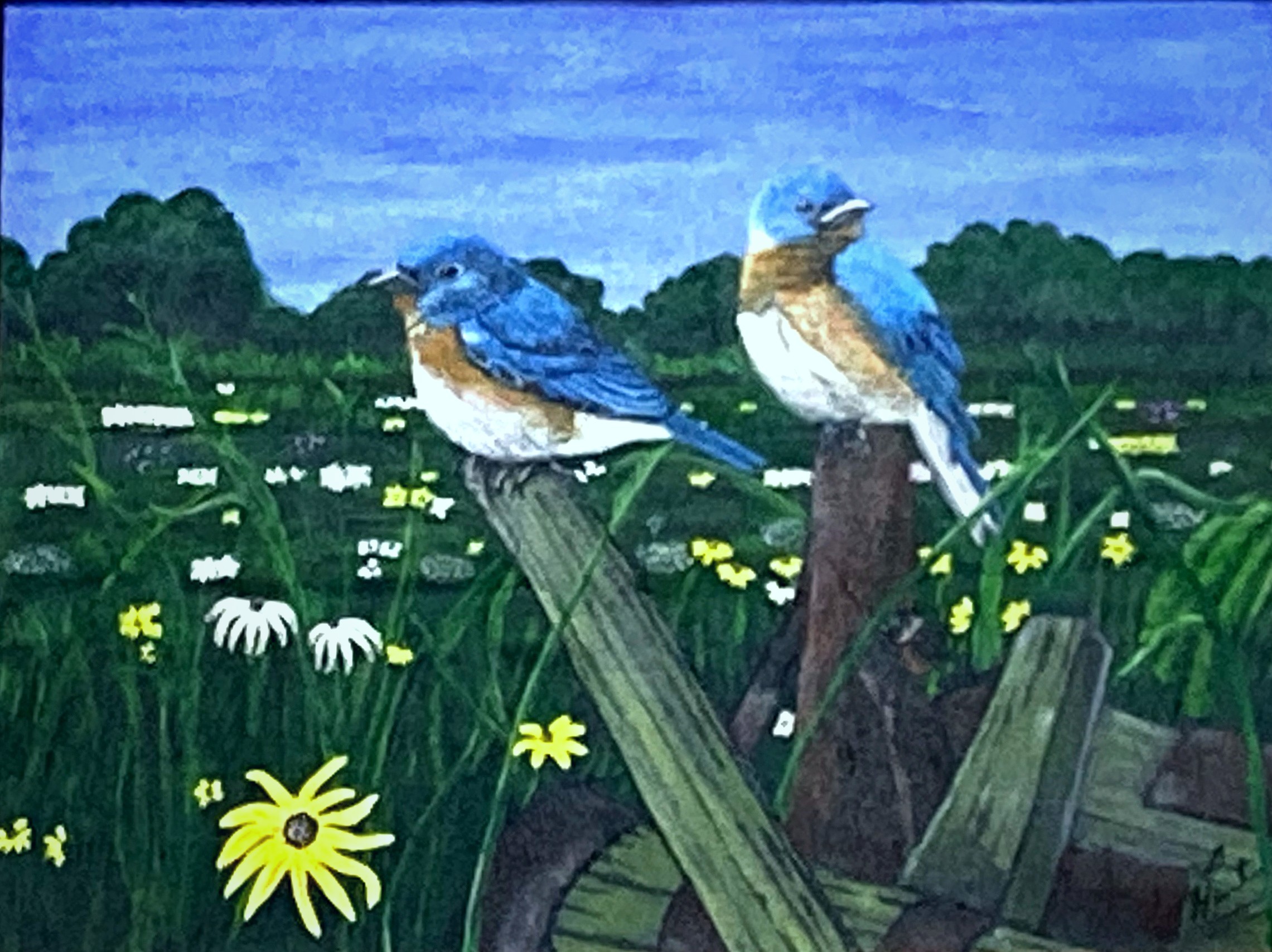 Bluebirds in the Meadow