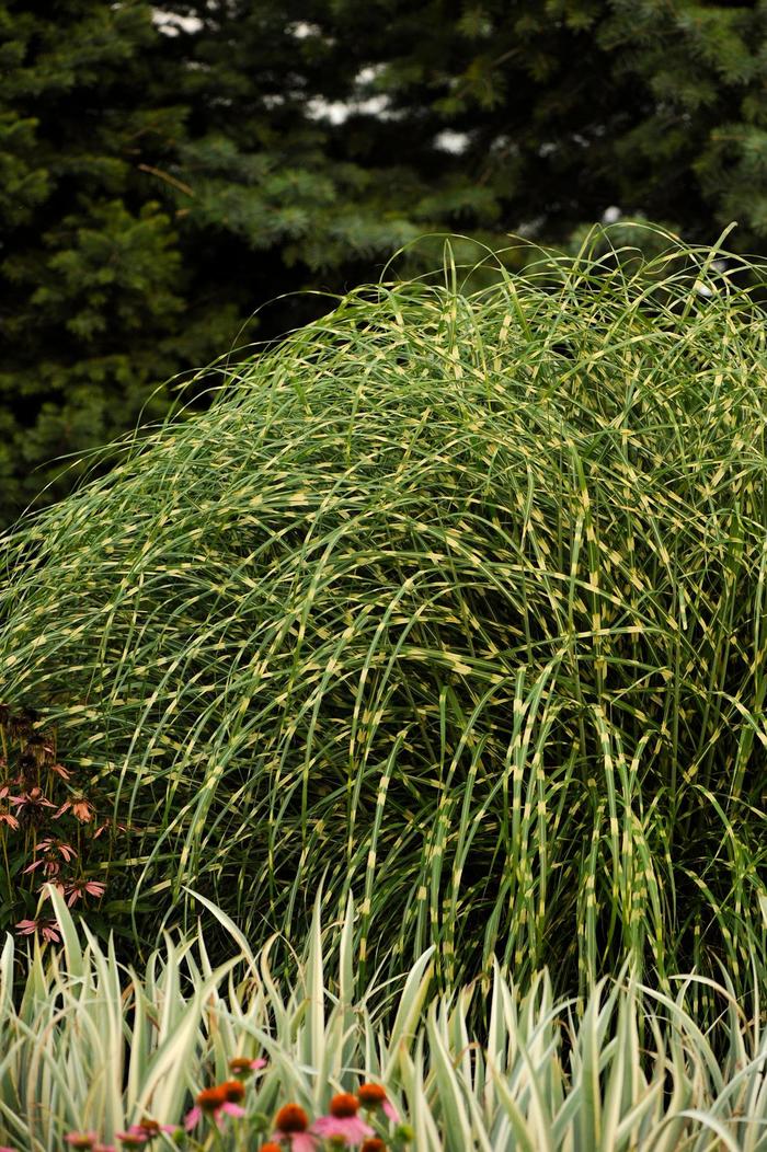 Miscanthus Morning Light Grass 1 Gal