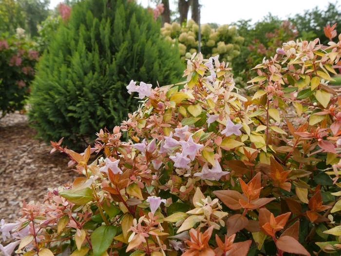 Abelia Golden 3 Gal