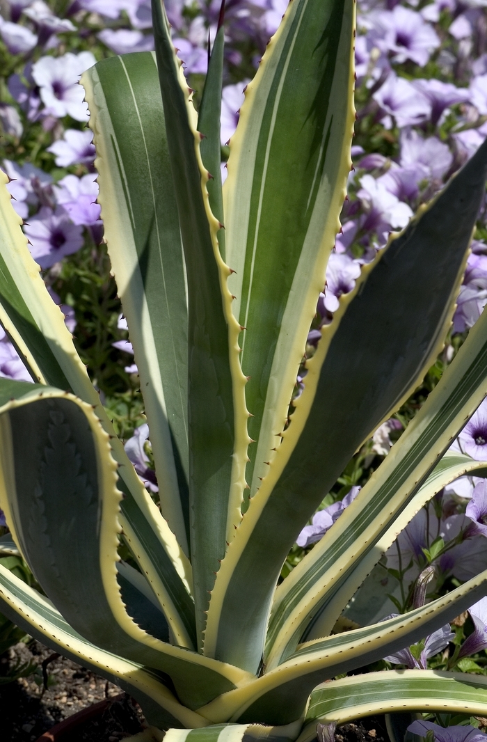 Agave Marginata 3 Gal