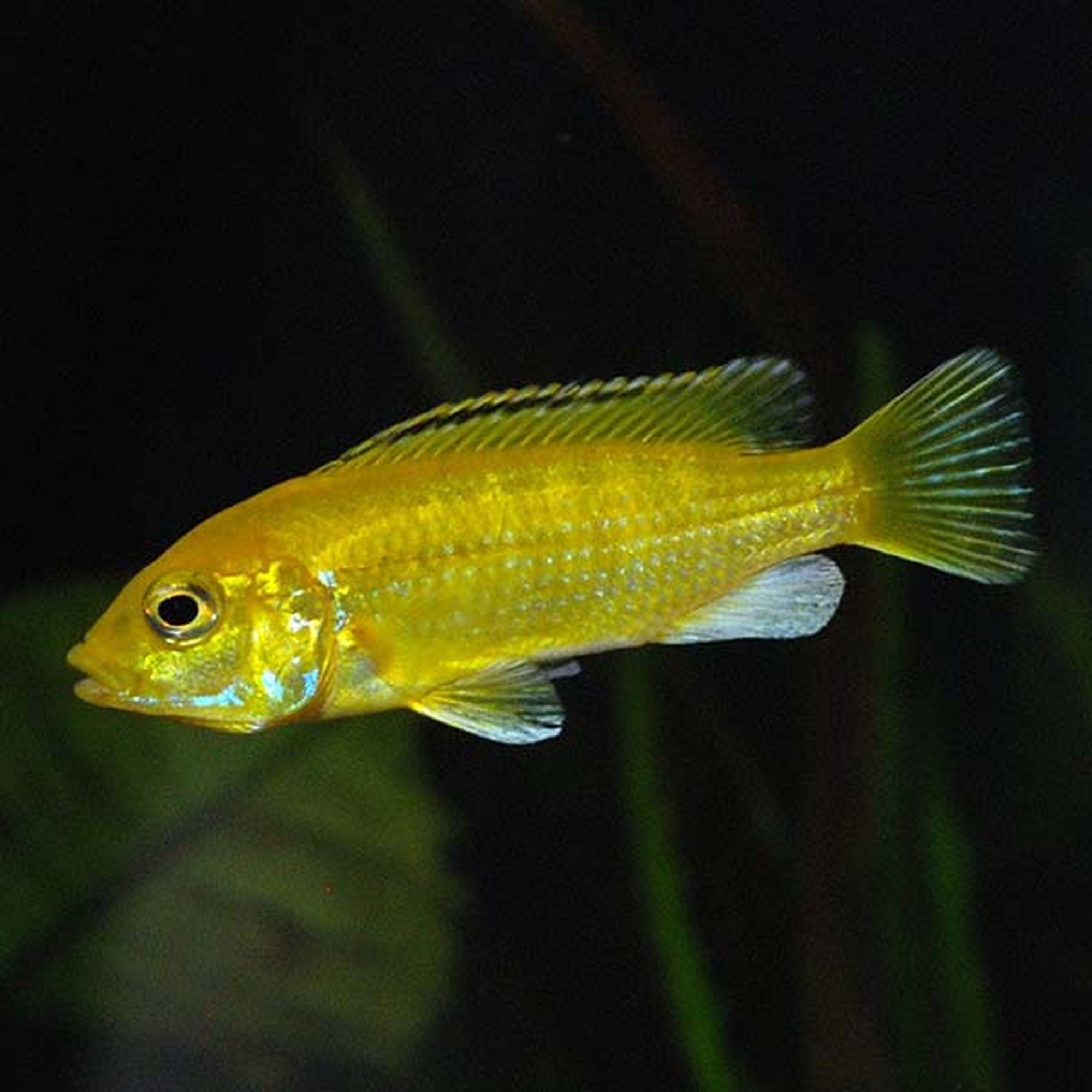 Jewel Cichlid