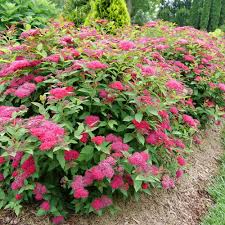 Double Play Doozie Spirea, 3 gallon