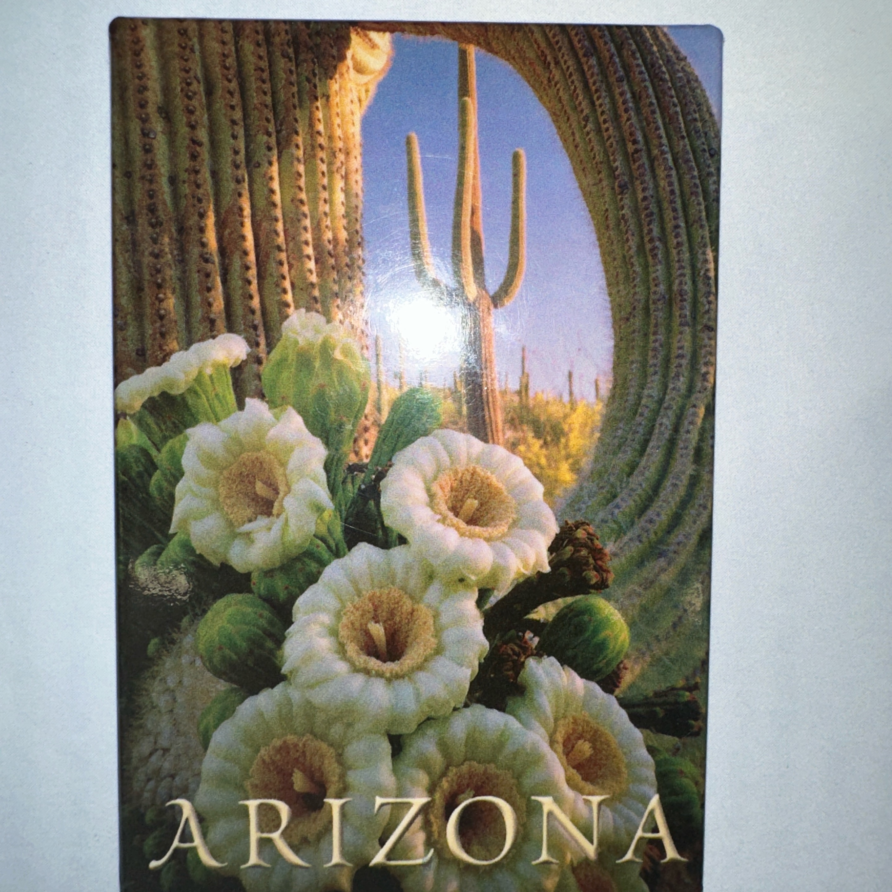 AZ Saguaro with Flowers