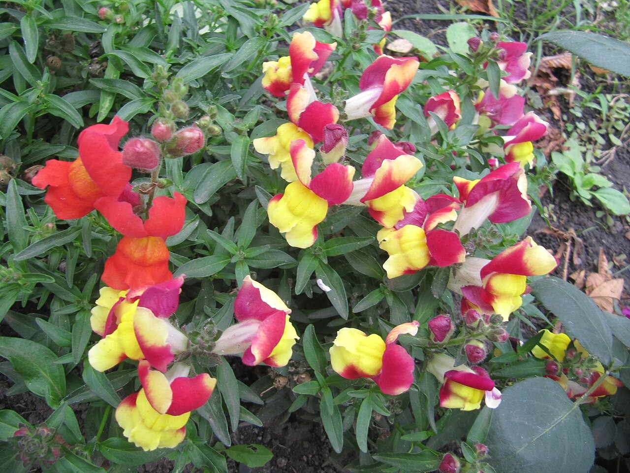 Cut Flower Snapdragon bunch
