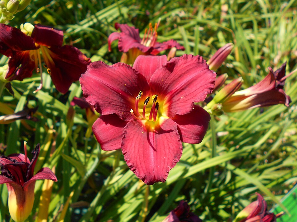 Hemerocallis X Pardon Me