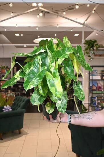 Philodendron 'Burl Marx', 4"